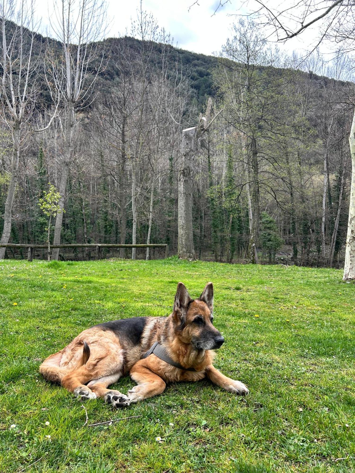 Camping Noguera Pallaresa Sort Dış mekan fotoğraf